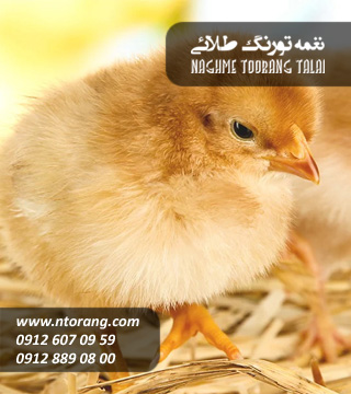 فروش جوجه گوشتی مرغ پرور اراک